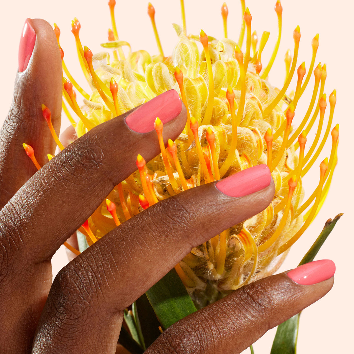 Gros plan sur une main à la peau mate portant le vernis gel brillant rose corail "Capucine" par Manucurist, touchant une fleur exotique jaune-orangé éclatante aux longs pétales fins.