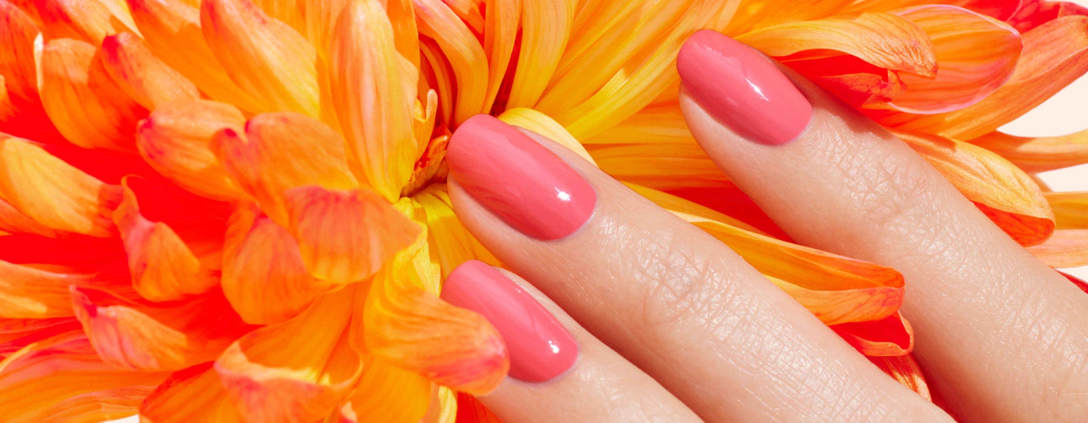 A hand with shiny pink nail polish rests gently on a vibrant orange and yellow flower with large petals.