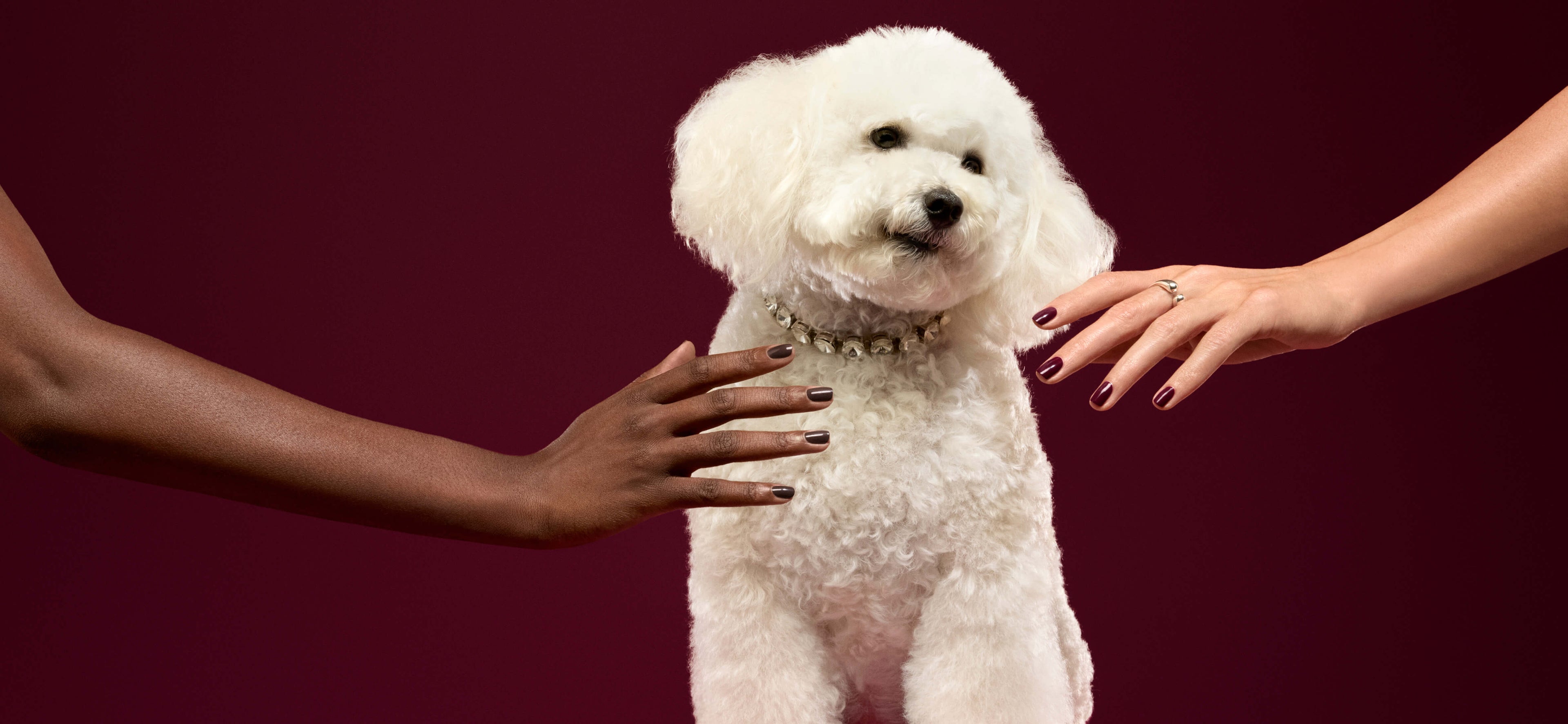 A fluffy white dog wearing a jeweled collar stands against a dark maroon background as two hands with manicured nails reach toward it from either side.