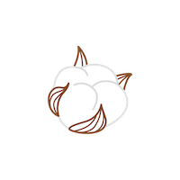 Dessin au trait simple d’une capsule de coton composée de trois segments blancs duveteux, avec des tiges et des bractées aux contours bruns, sur un fond blanc uni.
